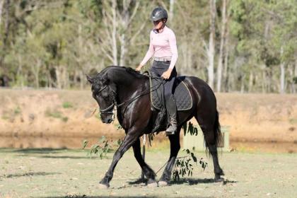 Friesen Wallach mit Papier / Pinto Barockpferd