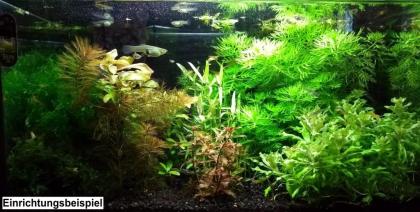 Javamoos, Aquariumpflanzen (Versand/ Abholung)