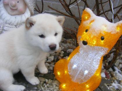 21 Jahre Shiba Inu Zucht in Sachsen