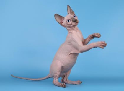 Kanadische Sphynx Kätzchen (mit Stammbaum)