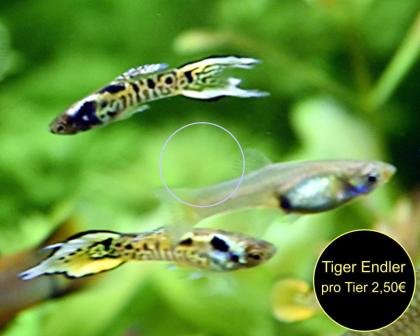 Endler, Guppy, reinerbig, ab 1, 50€, Versand