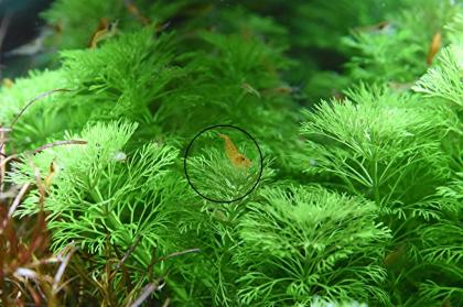 Kleine Ambulia, Wasserpflanzen, Versand