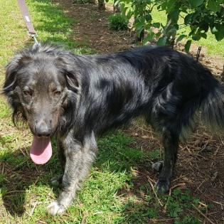 Sony - wird noch groß und nur für erfahrene Halter