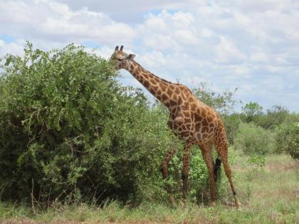 4 Tage / 3 Nächte - Madaraka bis Emali und dann Amboseli / Tsavo West/ Ost