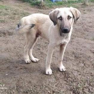 Mario - ein sanfter Schatz