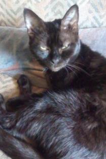 HOPE - europäische Hauskatze - ca. 6 Jahre - Tierhilfe-Franken e.V.