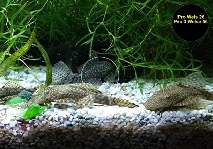 Ancistrus, Welse, reinerbig, ab 2€ (Versand/ Abholung)