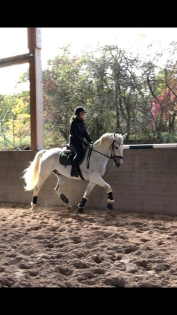 Ambitionierte Reiterin sucht Reitbeteiligung