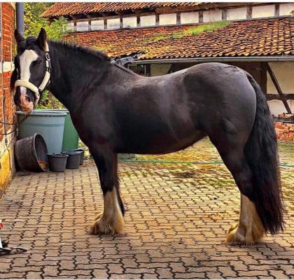 Traumhaft schöne Tinker Stute sucht ein neues Zuhause
