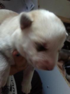 Husky welpen suchen bald neues zuhause