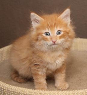 Norwegische Waldkatzen Babys ... kleine Herzensdiebe suchen neues Jagdrevier!