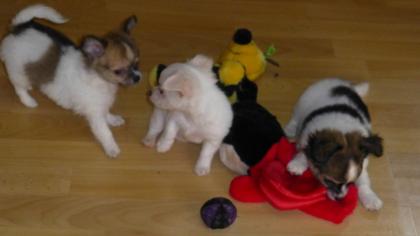 MINI-Chihuahua-Welpen