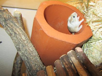 5 kleine Wüstenrenner abzugeben