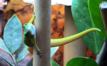 0.2 Phelsuma astriata astriata