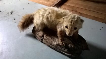 Ausgestopfter Marder