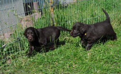 Braune Flat Coated Retriever Welpen