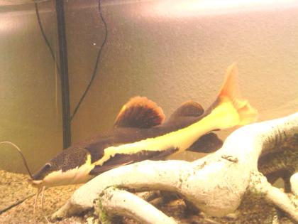 Phractocephalus hemioliopterus, (Rotflossen-Antennen?wels), ca. 35-45cm