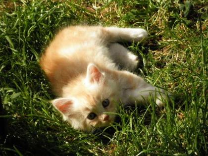 Maine Coon Kätzchen