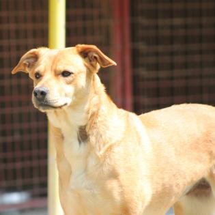 Ema sucht ein Zuhause