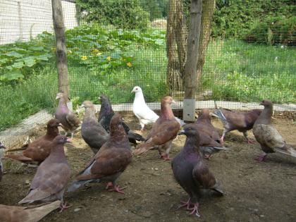 Hubbeltauben zu verkaufen