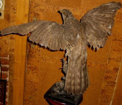 Habicht  Falke Präparat 89cm flügelspann