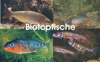 Koi - Teichfische - Besatzfische // Fischfarm Eske