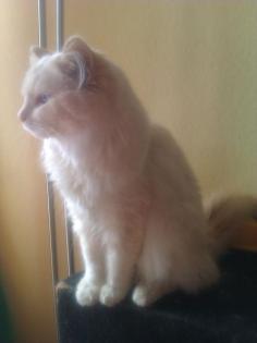 Wunderhübscher Ragdoll!!!