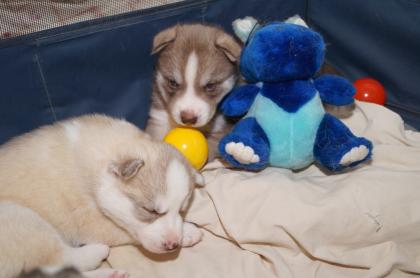 FCI Siberian Husky Welpen suchen ab dem 14.12.2021 ein liebevolles Zuhause 