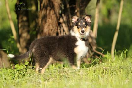 Colliewelpe, 14 Wochen alt