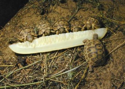 Griechische Landschildkröten Nachzuchten  2021/2013/2014