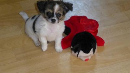 MINI-Chihuahua-Welpen