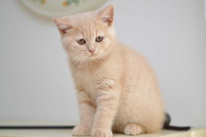 BKH Katzenbabys mit Stammbaum