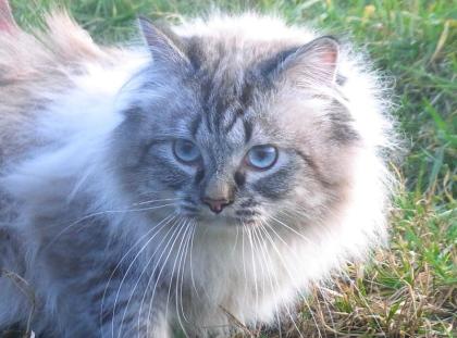 Deckkater Heilige Birma