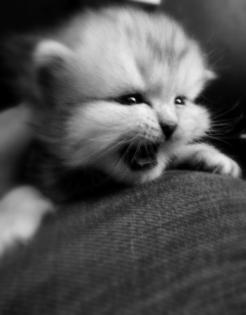 Perserkatzenbabys ab 14. Dezember 2021 abzugeben , 2 Kater silver - shaded , 1 K