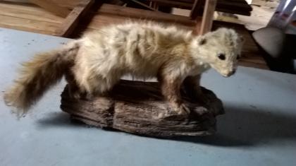 Ausgestopfter Marder