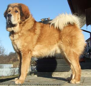 Tibet Dogge Welpen mit FCI-Papieren 2021