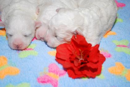 Bologneserbabys von Liebertwolkwitz