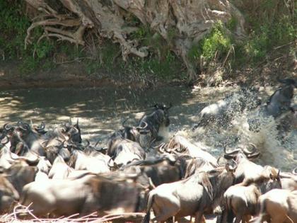 Safari: Nairobi – Meru NP - Samburu – Lake Nakuru NP – Maasai Mara - Nairobi