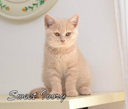 BKH Katzenbabys mit Stammbaum