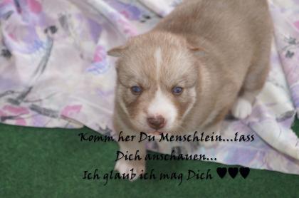 FCI Siberian Husky Welpen suchen ab dem 14.12.2021 ein liebevolles Zuhause 