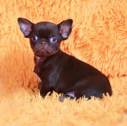 Wunderschöne Chihuahua-Welpen