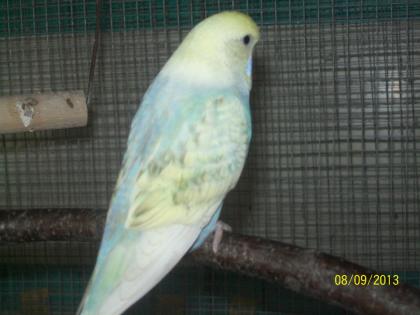 Verkaufe junge  Wellensittiche verschiedene Farben