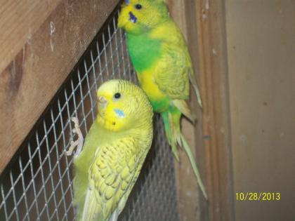 Verkaufe aus Hobbyzucht in Aussenvolieren junge Wellensittiche verschiedene Farb