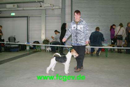 Rasse & Mischlings-Hundeschau  CAC Landessiegerschau  in Ruppertsweiler 1. März 