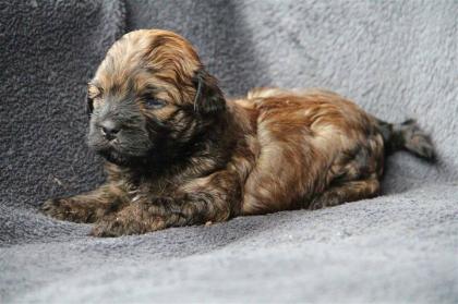 Bolonka Zwetna Welpen vom Kochertal C-Wurf