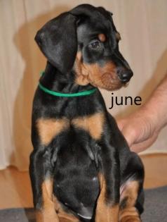 Reinrassige Dobermannwelpen aus Erbzucht deutscher Rassen