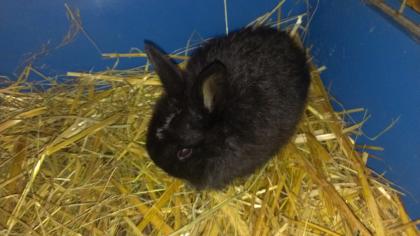 Kleine süße Zwergkaninchen bald abzugeben ( Kaninchen)