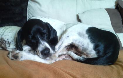 Pflegestelle gesucht bis zur Vermittlung