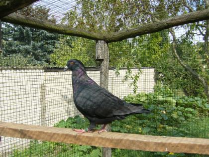 Hubbeltauben zu verkaufen