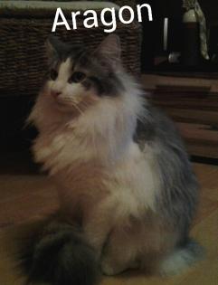 Typvolle Norwegischewaldkatzen Babys mit Luxpinsel, Papiere, Impfungen sehr vers